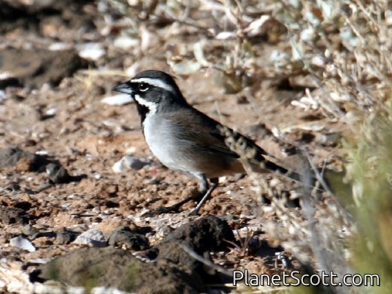 Black-throated Sparrow (Amphispiza bilineata)