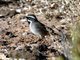 Black-throated Sparrow (Amphispiza bilineata)