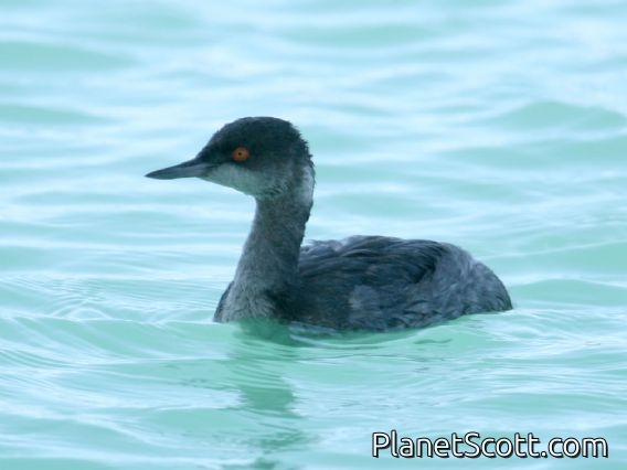 Eared Grebe (Podiceps nigricollis) Nonbreeding