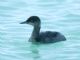 Eared Grebe (Podiceps nigricollis) Nonbreeding