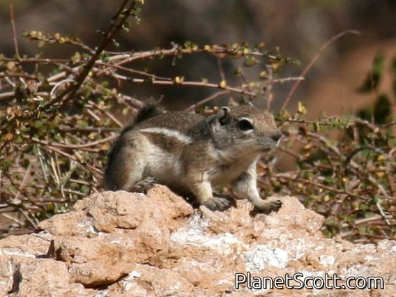 White-tailed Antelope Squirrel (Ammospermophilus leucurus)
