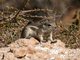 White-tailed Antelope Squirrel (Ammospermophilus leucurus)