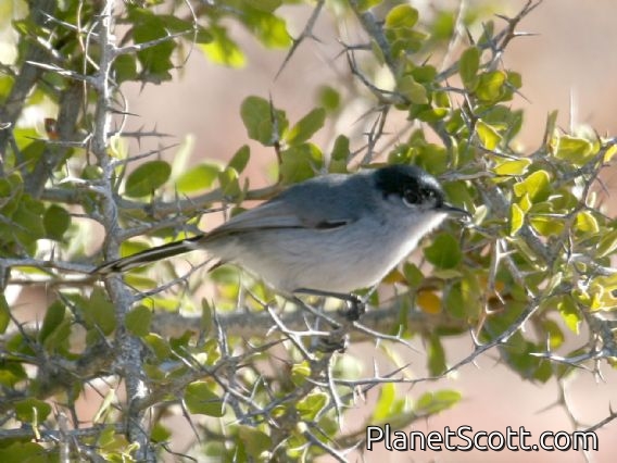 California Gnatcatcher (Polioptila californica)