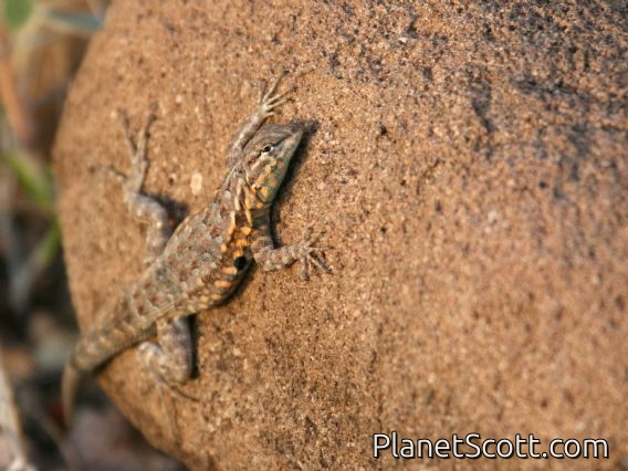Common Side-blotched Lizard (Uta stansburiana)