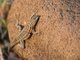 Common Side-blotched Lizard (Uta stansburiana)