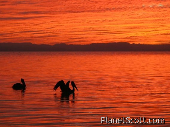 Brown Pelican (Pelecanus occidentalis)