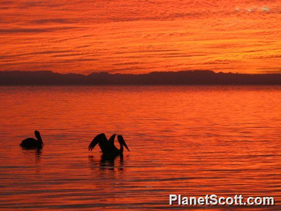 Pelicans at Sunset I