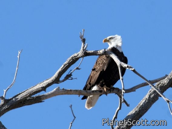 Bald Eagle (Haliaeetus leucocephalus)
