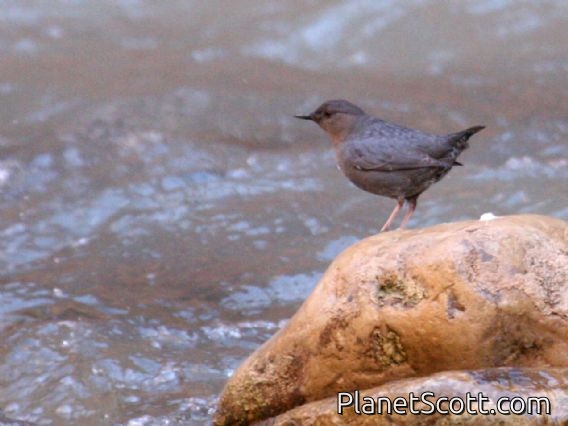American Dipper (Cinclus mexicanus)