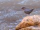 American Dipper (Cinclus mexicanus)