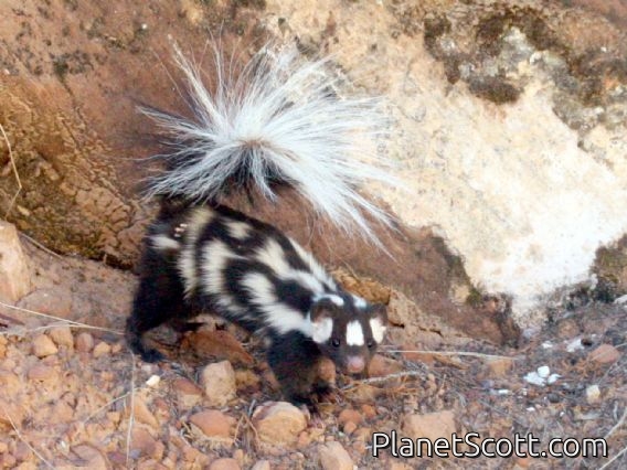 Western Spotted Skunk (Spilogale gracilis)