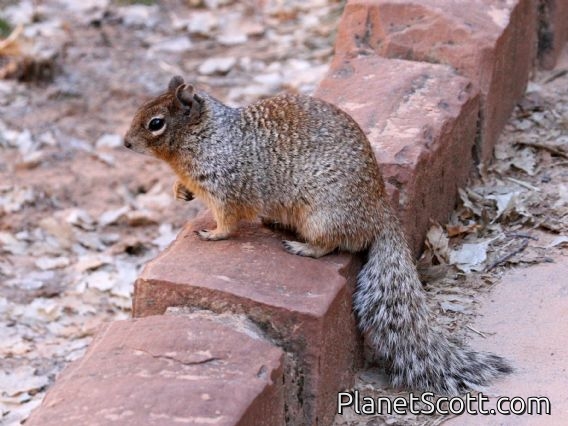 Rock Squirrel (Spermophilus variegatus)