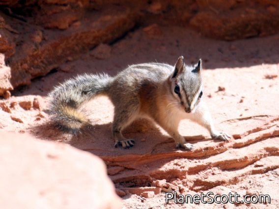 Cliff Chipmunk (Tamias dorsalis)