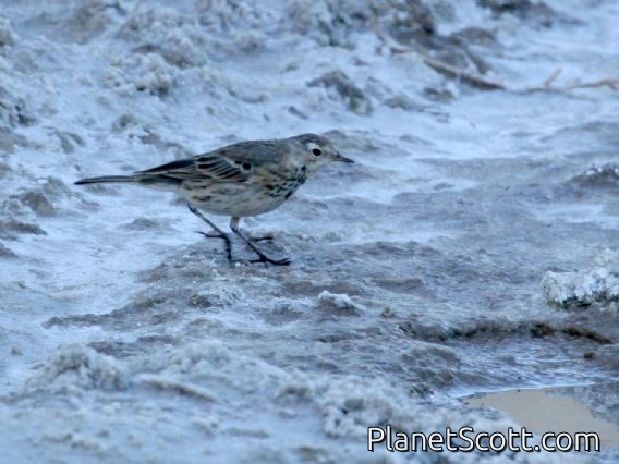 American Pipit (Anthus rubescens)