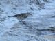 American Pipit (Anthus rubescens) 