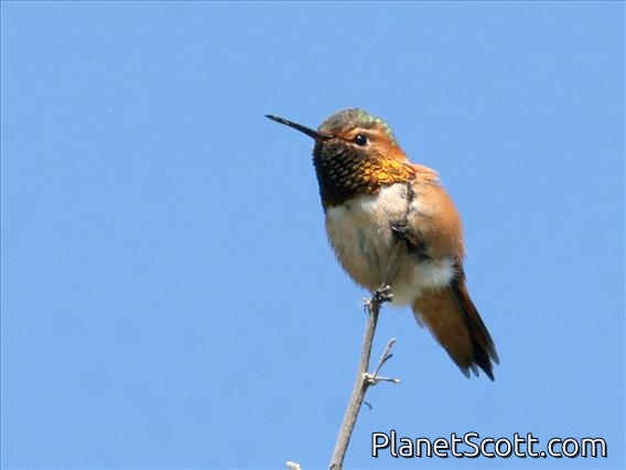 Allen's Hummingbird (Selasphorus sasin) Male