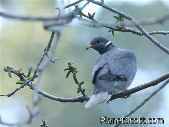 Band-tailed Pigeon (Columba fasciata)