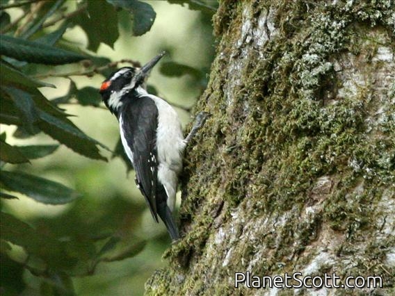 Hairy Woodpecker (Picoides villosus)