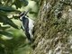 Hairy Woodpecker (Picoides villosus)