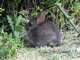 brush rabbit (Sylvilagus bachmani)