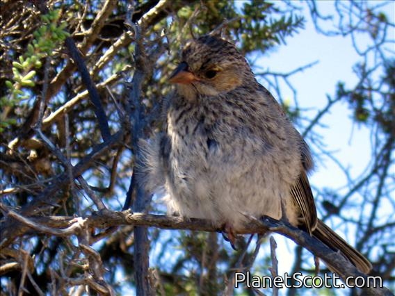 Mourning Sierra-Finch (Phrygilus fruticeti) Female
