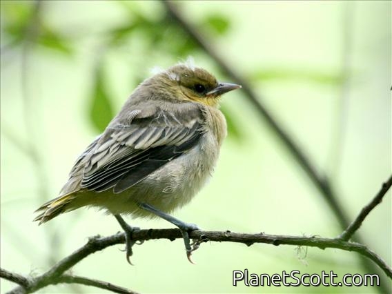 Bullock's Oriole (Icterus bullockii) Fledgling