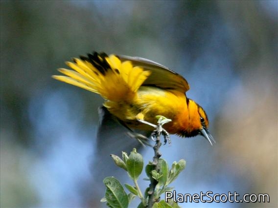 Bullock's Oriole (Icterus bullockii) Male