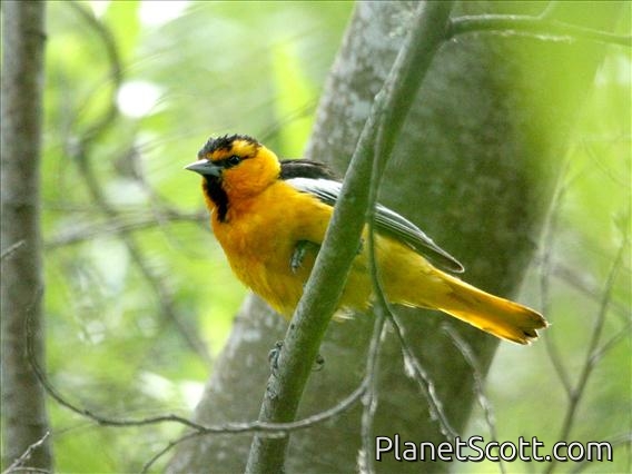 Bullock's Oriole (Icterus bullockii) Male