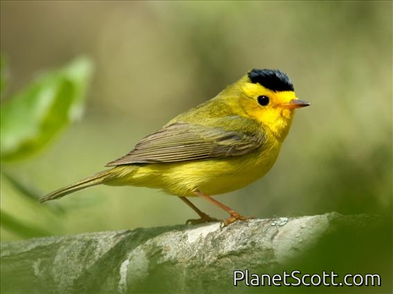 Wilson's Warbler (Wilsonia pusilla)