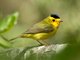 Wilson's Warbler (Wilsonia pusilla)