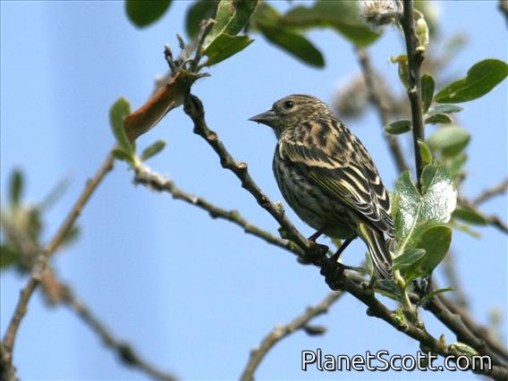 Pine Siskin (Carduelis pinus)