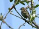 Pine Siskin (Carduelis pinus)