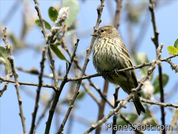 Pine Siskin (Carduelis pinus)