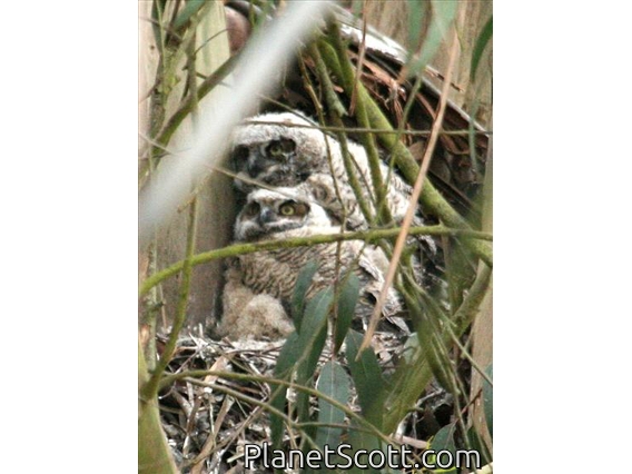Great Horned Owl (Bubo virginianus) Nestlings