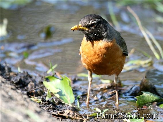 American Robin (Turdus migratorius)
