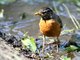 American Robin (Turdus migratorius)