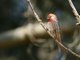 House Finch (Carpodacus mexicanus)