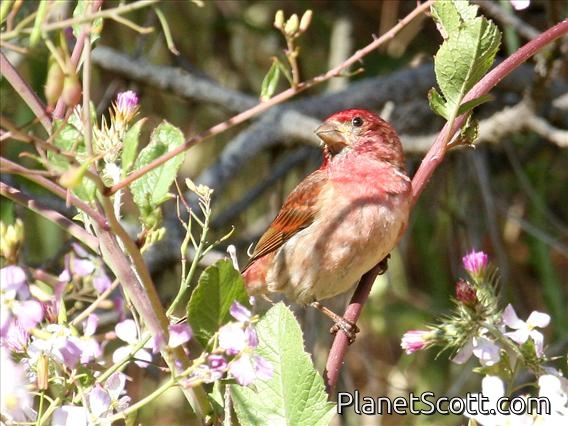 Purple Finch (Haemorhous purpureus)