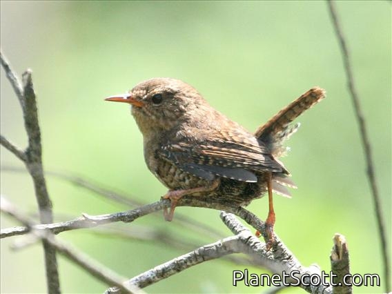 Pacific Wren (Troglodytes pacificus)