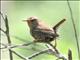 Pacific Wren (Troglodytes pacificus) 