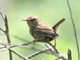 Pacific Wren (Troglodytes pacificus)