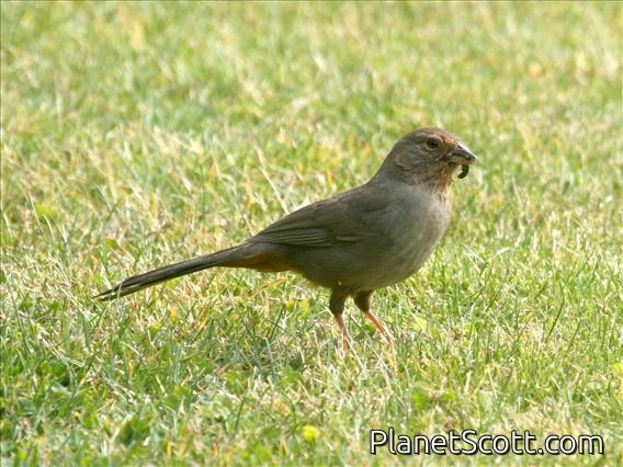 California Towhee (Pipilo crissalis)