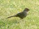 California Towhee (Pipilo crissalis)