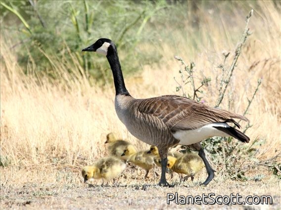 Canada Goose (Branta canadensis)