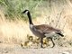 Canada Goose (Branta canadensis)