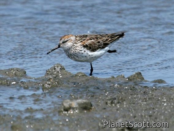 Western Sandpiper (Calidris mauri) Alternate Plumage