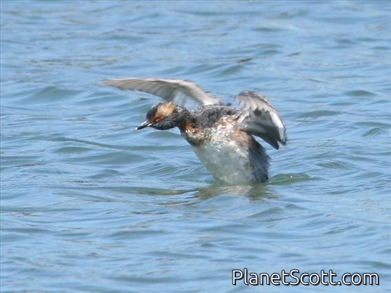 Horned Grebe (Podiceps auritus)
