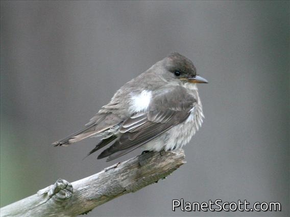 Olive-sided Flycatcher (Contopus borealis)