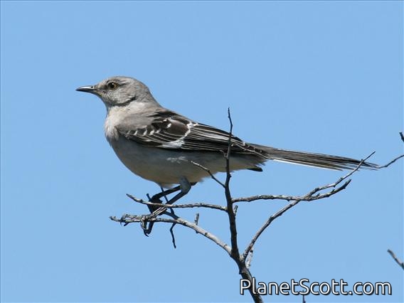 Northern Mockingbird (Mimus polyglottos)