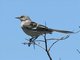Northern Mockingbird (Mimus polyglottos)